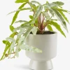 OLSEN Kunstige Planter|Kunstig plante Ø9xH20cm m/potte