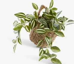 INGVER Dekorativt Tilbehør|Kurv B14xLx14xH13cm t/ophængning natur